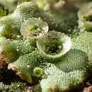 Image of <i>Marchantia latifolia</i>