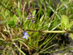 Image of brooklime, water, marsh speedwell