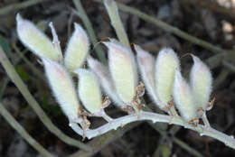 Image of Oak Ridge Lupine