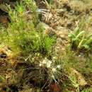 Image of Delicate Stonewort