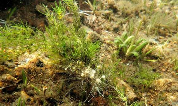 Image of Delicate Stonewort