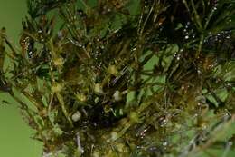 Image of Delicate Stonewort