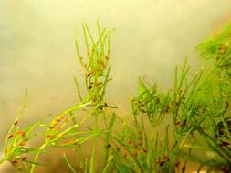 Image of Convergent stonewort