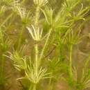 Image of Bristly Stonewort