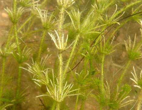 Image of Bristly Stonewort