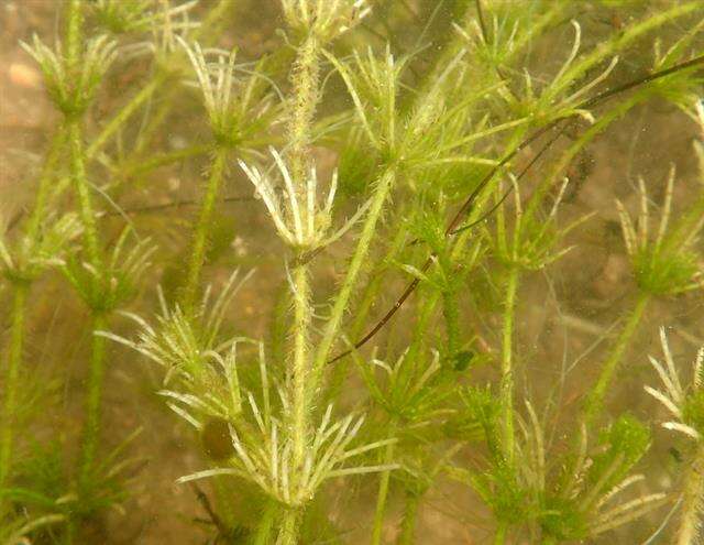 Image of Bristly Stonewort