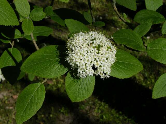 Image of Guelder Rose