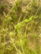 Image of Bristly Stonewort