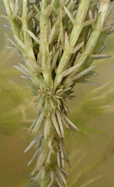 Image of Bristly Stonewort