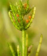 Image of Delicate Stonewort