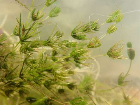 Image of Delicate Stonewort