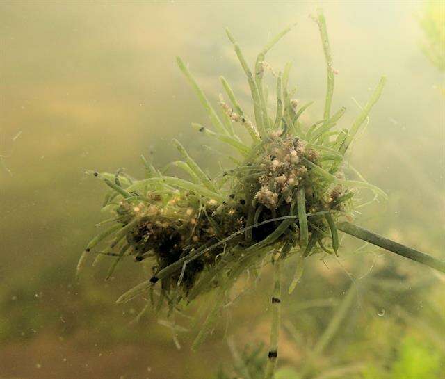 Image of Bird's-nest Stonewort