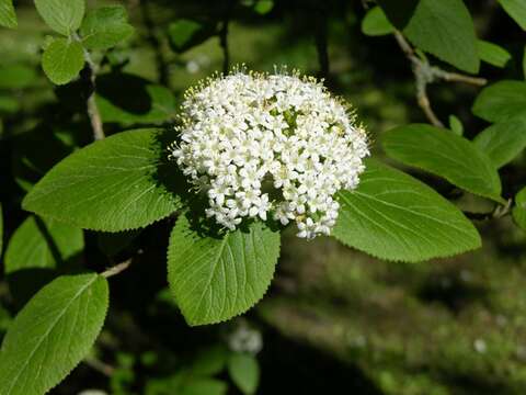 Image of Guelder Rose