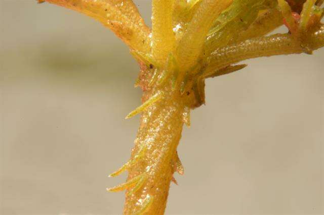 Image of Bristly Stonewort