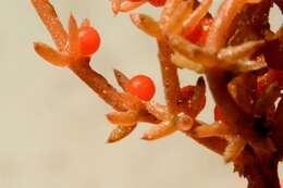 Image of Coral Stonewort