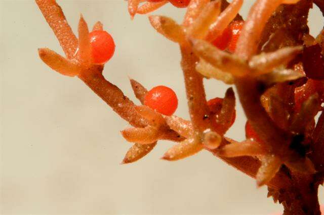 Image of Coral Stonewort