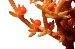 Image of Coral Stonewort