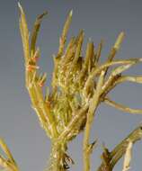 Image of Bristly Stonewort