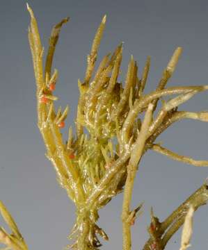 Image of Bristly Stonewort