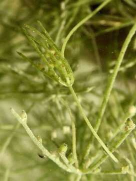 Image of Fragile Stonewort