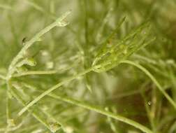 Image of Fragile Stonewort