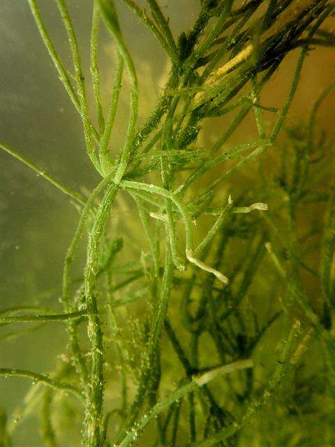 Image of Rugged Stonewort