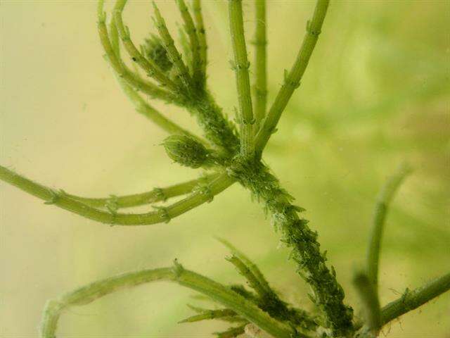 Image of Rugged Stonewort