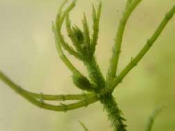 Image of Rugged Stonewort