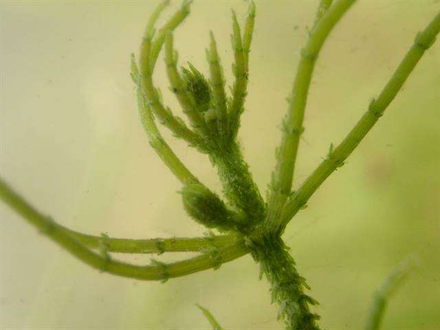 Image of Rugged Stonewort