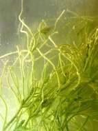 Image of Rugged Stonewort