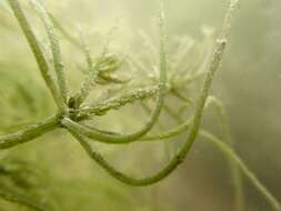 Image of Rugged Stonewort