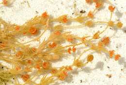 Image of charophytes