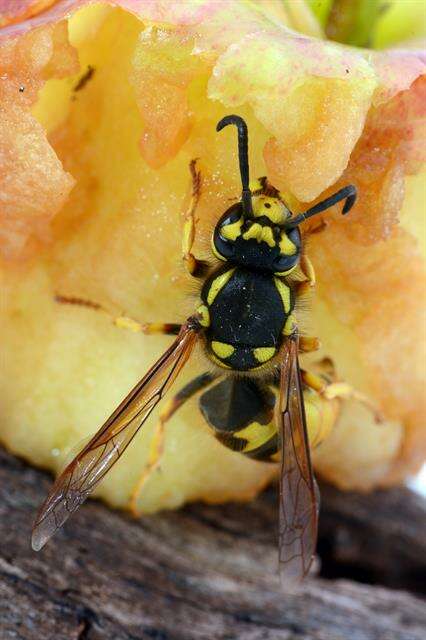 Plancia ëd Paravespula