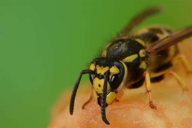 Plancia ëd Paravespula