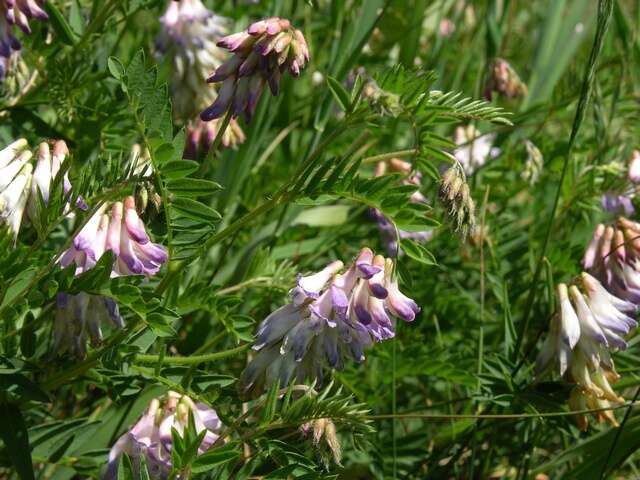 Image of Upright Vetch