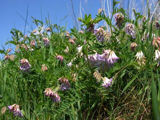 Image of Upright Vetch