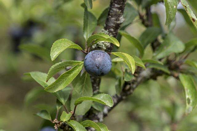 Image of plum