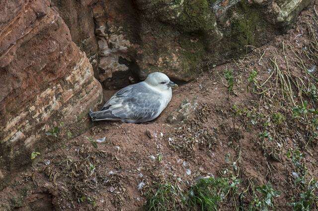 Image of Fulmar