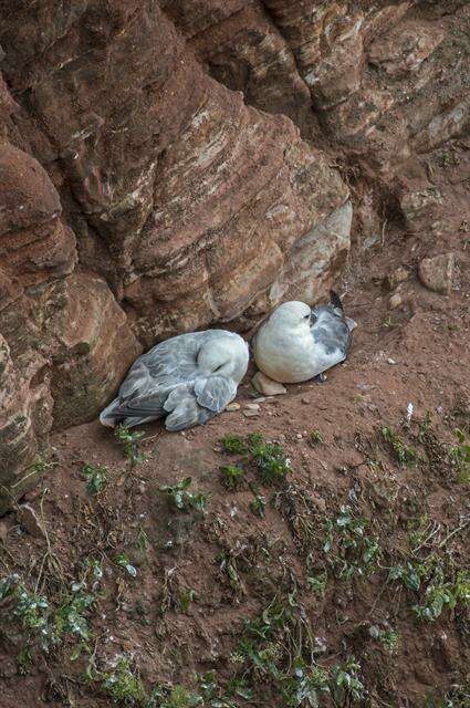 Image of Fulmar