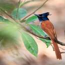 Image of Asian Paradise-Flycatcher
