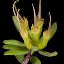 Sivun Darwinia thymoides (Lindley) Benth. kuva