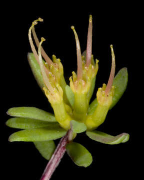 Image of Darwinia thymoides (Lindley) Benth.