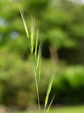 Image of fescue