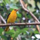 Image of Indian Golden Oriole