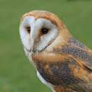 Image of Common Barn-owl