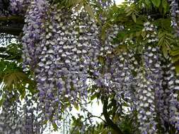 Image of wisteria