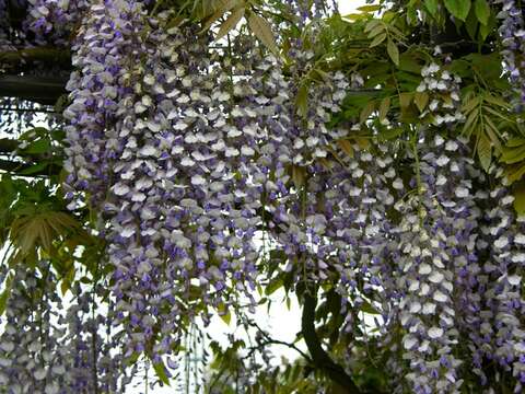 Image de glycine