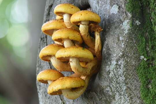 Image of Pholiota