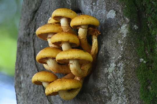 Pholiota resmi