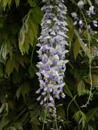 Image of wisteria